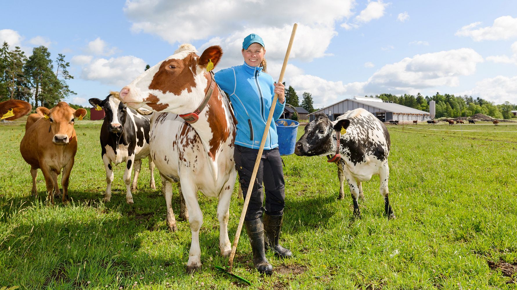 Uudellamaalla tuotetun Arlan uuden Lähitilan maidon lehmät laiduntavat kesällä ja ulkoilevat talvella